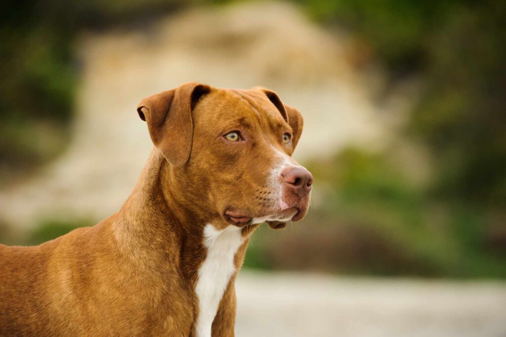 SCIENCE: Triumph Over Canine Cancer with Ketogenic Metabolic Therapy (KMT)