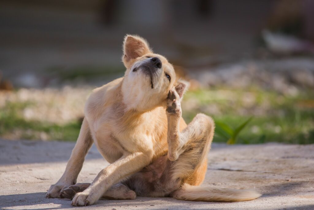 Combat Seasonal Allergies In Pets: Boost Their Immune System With Superfoods!
