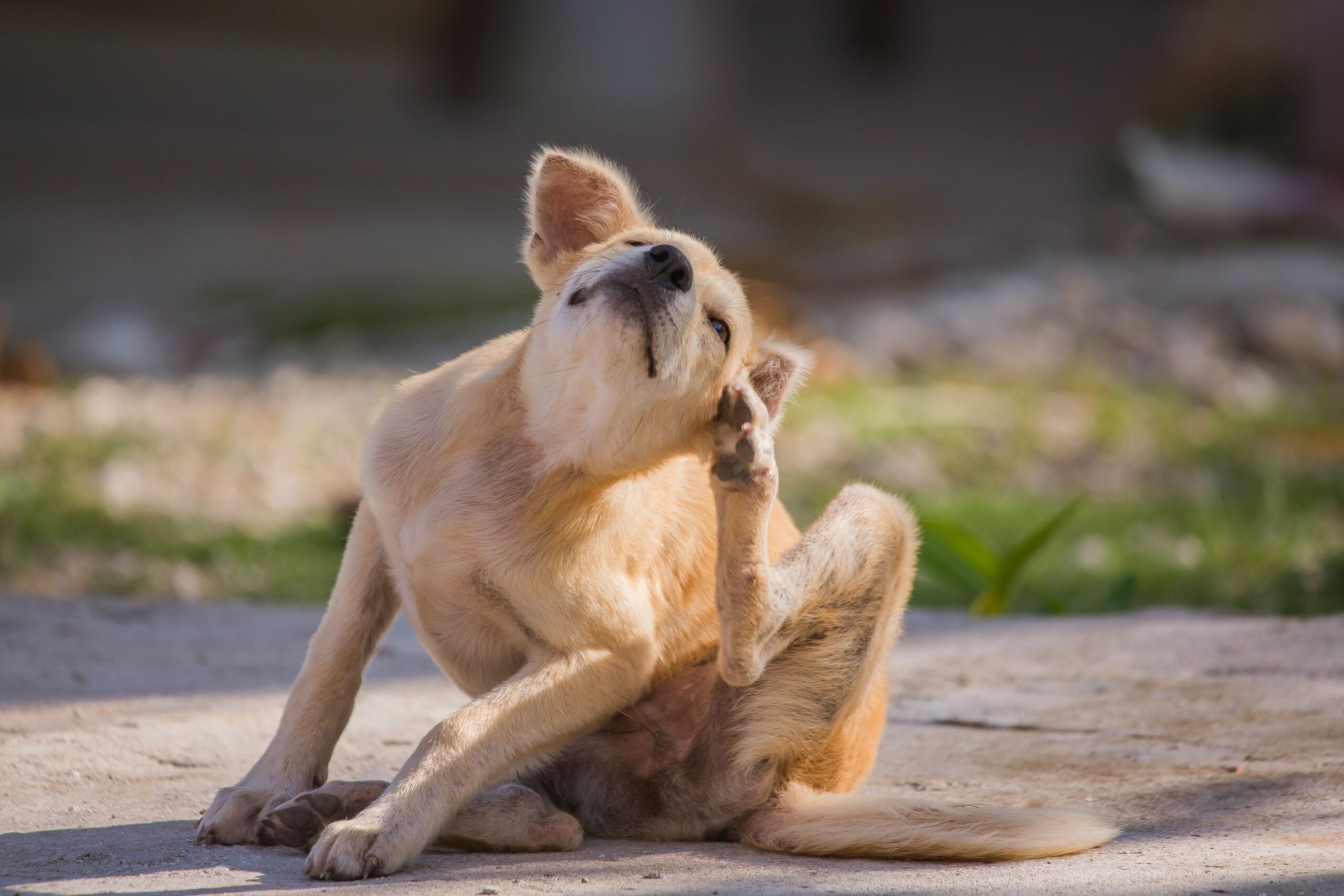 Combat Seasonal Allergies In Pets: Boost Their Immune System With Superfoods!