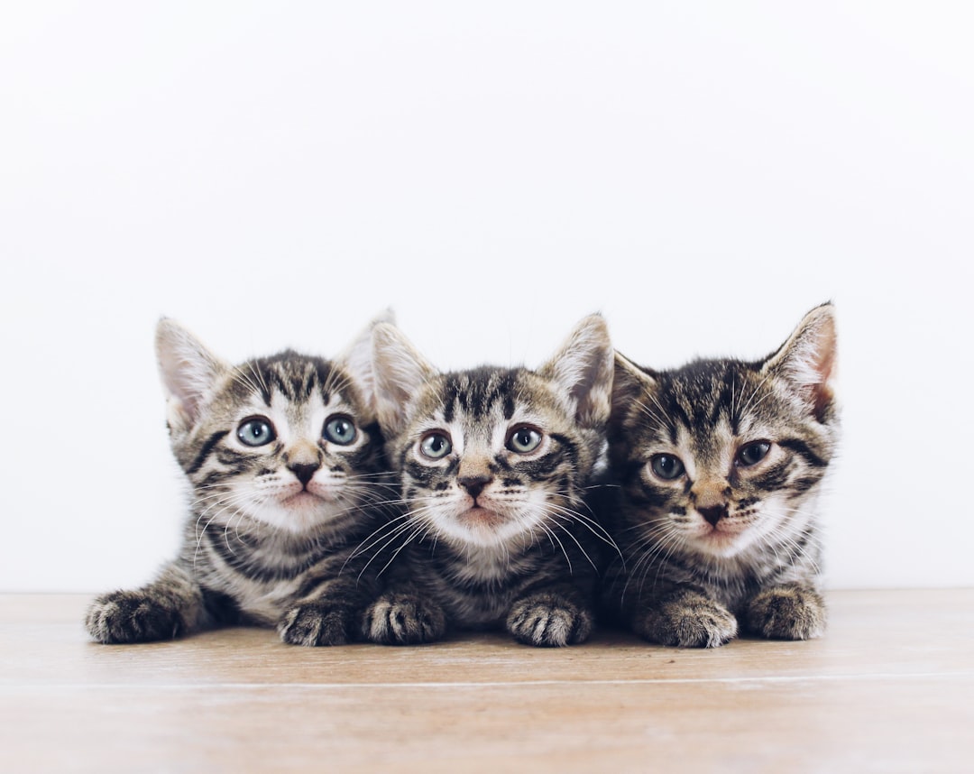Cat Wellness: Premium Diets, Supplements, Gear