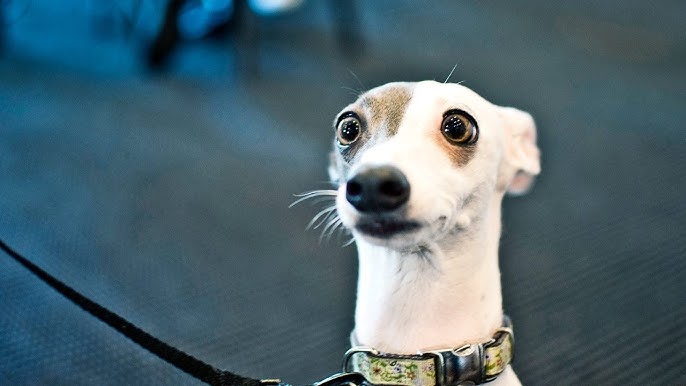 Shocking Truth: Could a Marketing Company Be Behind Your Pet’s Food?