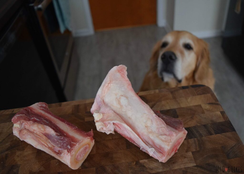 SCIENCE: Raw Beef Bones Help Clean Dogs’ Teeth!